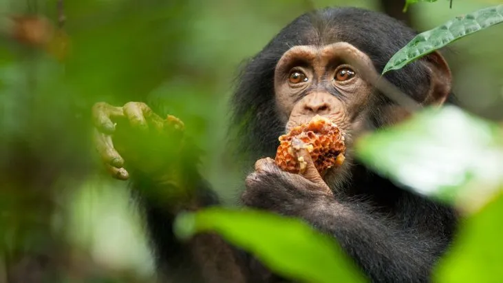 Şempanzeler izle
